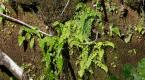 Lindsaea viridis